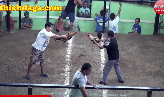 Bật mí những điều thú vị về mạng đá gà trực tuyến s128