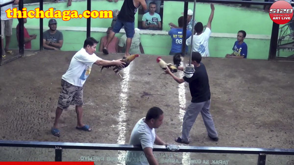 Bật mí những điều thú vị về mạng đá gà trực tuyến s128