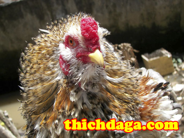 Bí quyết giúp gà đá sở hữu đòn đá chất như nước cất