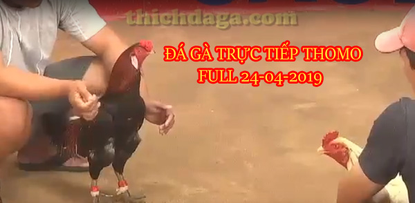 cac-tran-da-ga-truc-tuyen-thomo-moi-nhat-ngay-24-04-2019