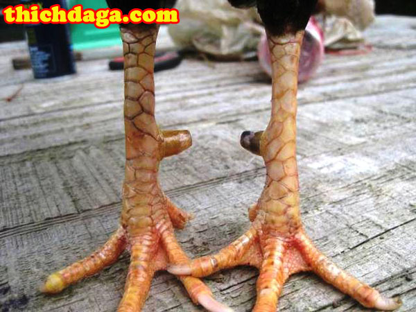 Cách xem hậu độ gà chọi chuẩn không phải ai cũng biết