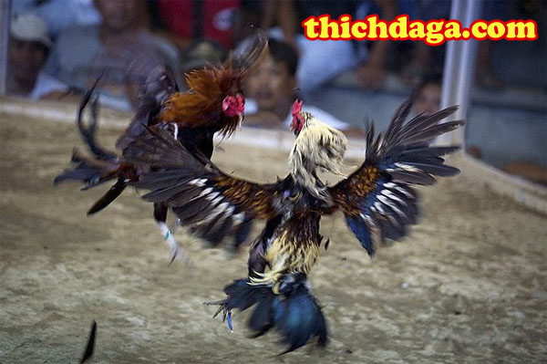 Đấu trường Thomo - Sự mới mẻ trong mạng đá gà trực tuyến