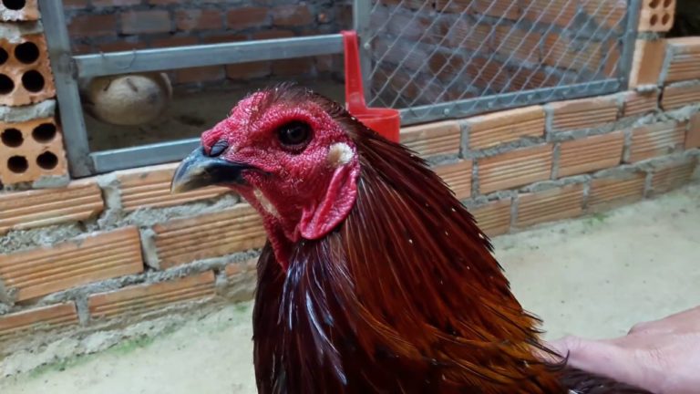 Giống gà đá mắt ếch sở hữu những đặc điểm quý hiếm của dòng linh kê