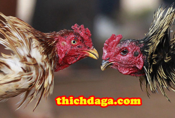 Gà chọi Thổ Hà - Cái tên nói lên tất cả