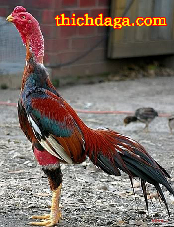 Kê sư Bình Định chia sẻ bí quyết huấn luyện chiến kê