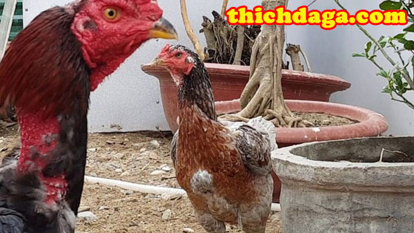 Kĩ thuật tạo giống gà đá tốt không phải ai cũng biết