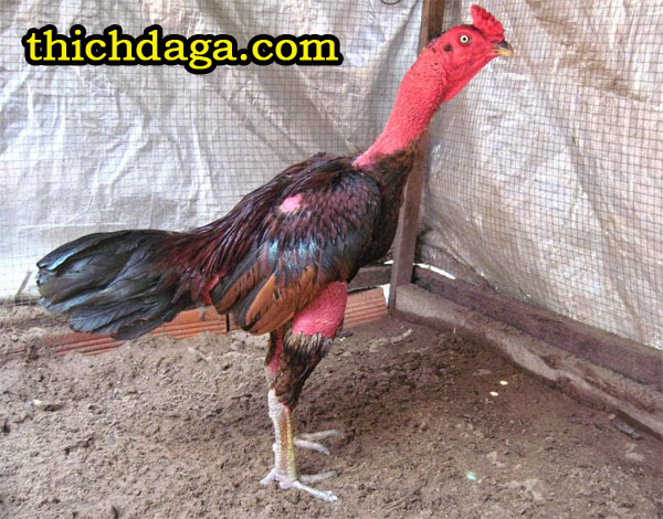 Mẹo chăm sóc gà chọi thay lông không thể bỏ qua