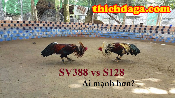 Nếu bạn đam mê mạng đá gà trực tuyến đã có S128 - SV388