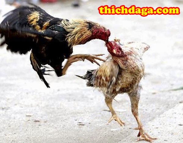 Những đòn đá hiểm hạ đối thủ nhanh trong đấu trường Thomo