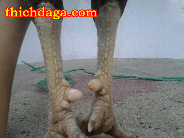 Tuyệt chiêu xem cựa gà đá biết ngay thắng thua