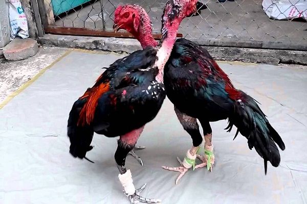 Uploaded ToChữa gà đá đau chân bằng những bí quyết do sư kê lâu năm truyền đạt lại