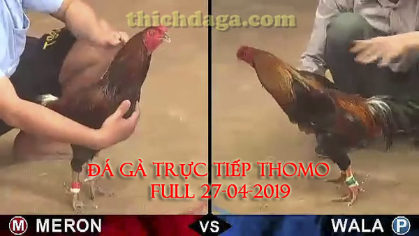 Các trận đá gà trực tuyến thomo mới nhất