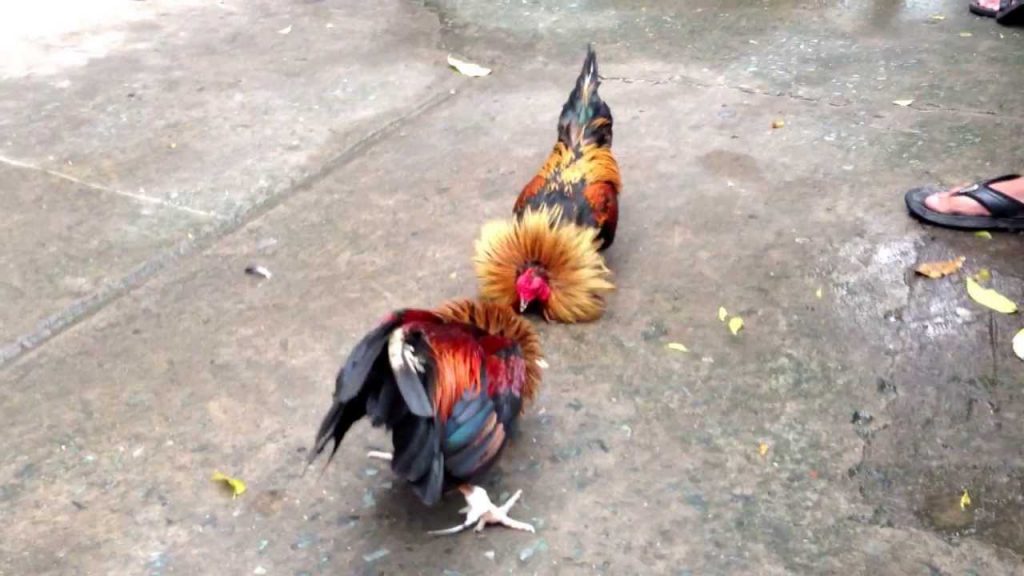 Chơi đá gà cựa sắt Thomo - Cá cược đá gà cựa sắt tại đấu trường Campuchia