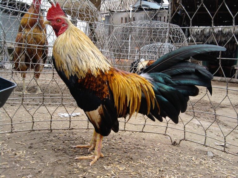 Bệnh gà đá khò khè cùng các cách điều trị thật hay dứt điểm căn bệnh