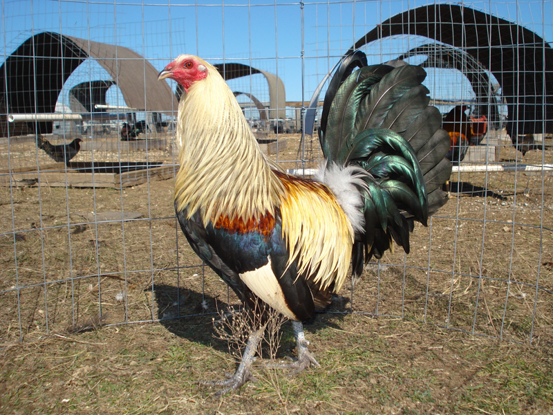 Gà tre Mỹ đá cựa thì khiến dân cá cược đá gà online nghiện