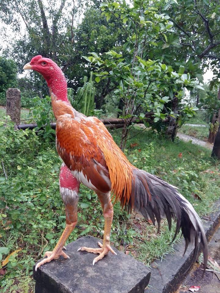 Các bệnh gà đá thường gặp và những cách phục hồi chữa trị khá tốt