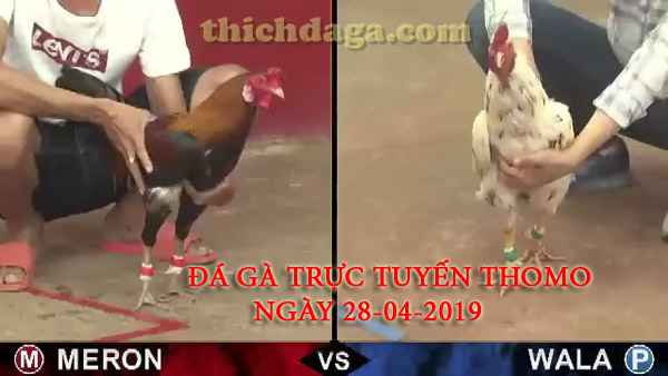Các trận đá gà trực tuyến thomo mới nhất ngày 28-04-2019