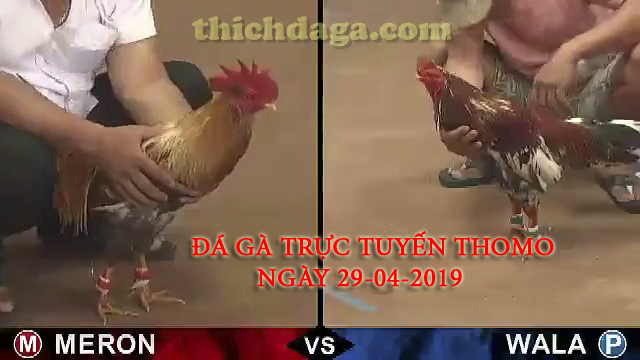 Các trận đá gà trực tuyến thomo mới nhất ngày 29-04-2019