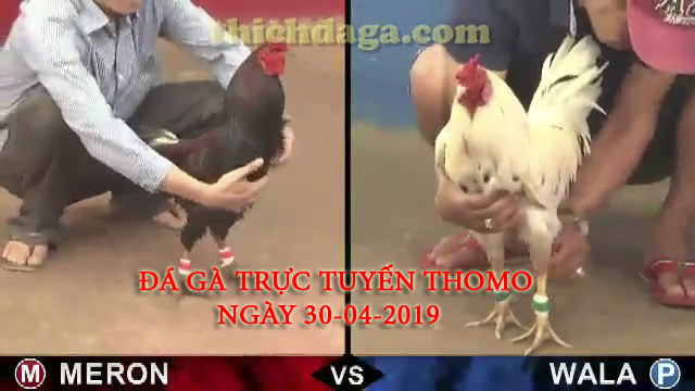 Các trận đá gà trực tuyến thomo mới nhất ngày 30-04-2019