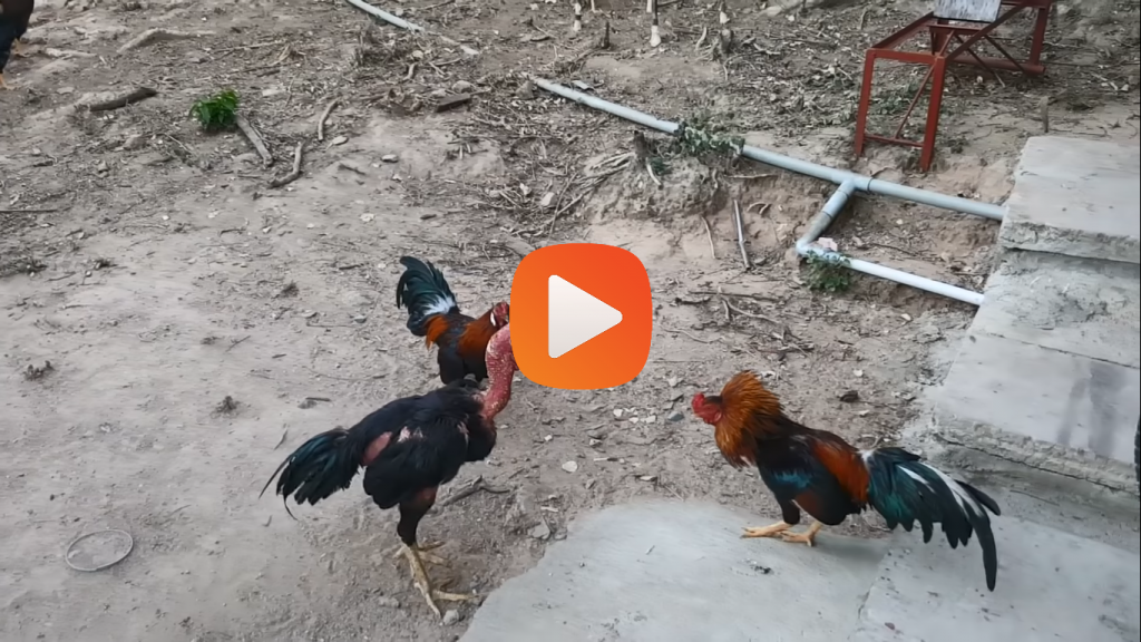 1 gà nòi vs 2 gà tre