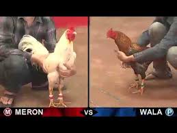 trực tiếp đá gà 19-08-2019