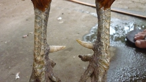 Cựa sưu siêu đao – Cựa song đao