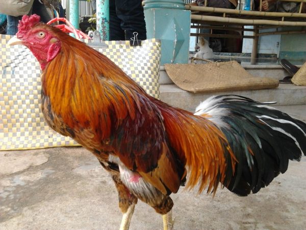 ky thuat da ga co ban