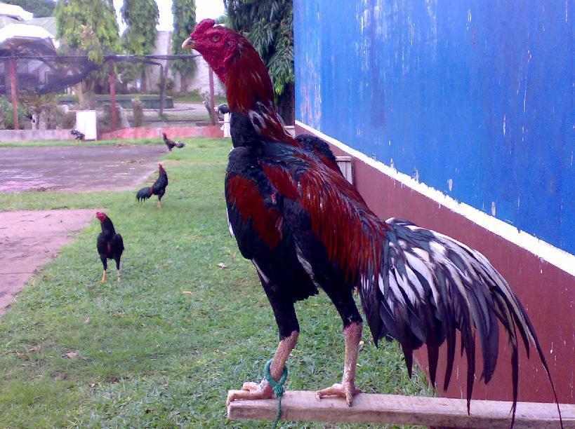 đá gà cựa sắt