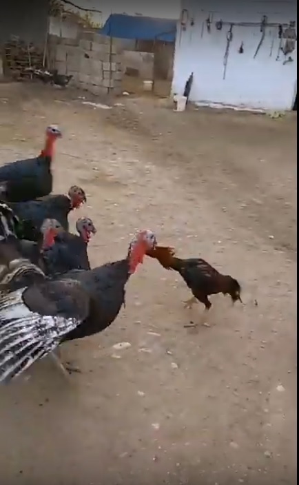 ĐÁ GÀ CỰC ĐỘC – 1 MÌNH CHỐNG MAFIA