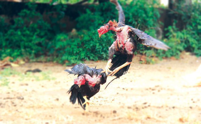 Những đòn đá gà độc đáo