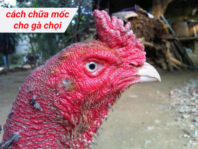Gà đá bị nấm mốc , phải làm sao