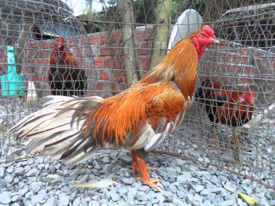 các giống gà nổi tiếng 3 miền