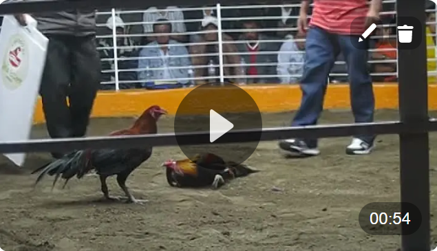 đá gà cựa sắt tại campuchia cực nhanh